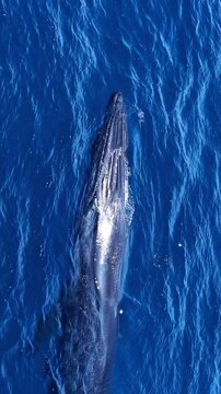Aerial top view of a humpback whale surfacing and spouting water spray in deep blue ocean