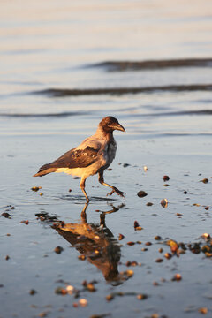 Hooded Crow Golden Hour Reflection