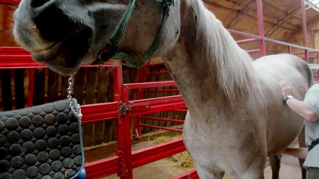 Grey horse stands in a stable while being groomed before a ride. Small flies gather around its face during the preparation.