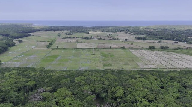 Aerial drone view of Acacia canopy overlooking the coastal plain and rice fields of Southern Palawan