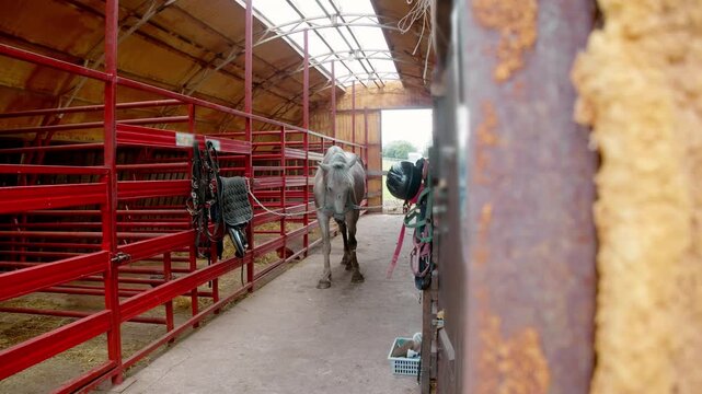 Grey horse in halter stands tied in indoor barn corridor. Saddles, bridles, helmets, and grooming tools show daily preparation for riding.