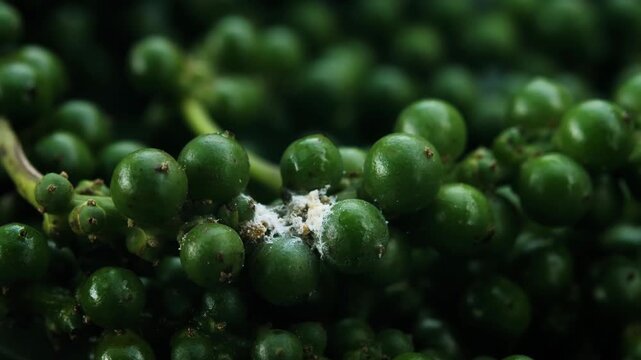Close-up of fungal growth appearing on fresh peppercorns, showing the detailed surface texture and natural deterioration of the spice crop. Suitable for agriculture, plant pathology, food safety, fung