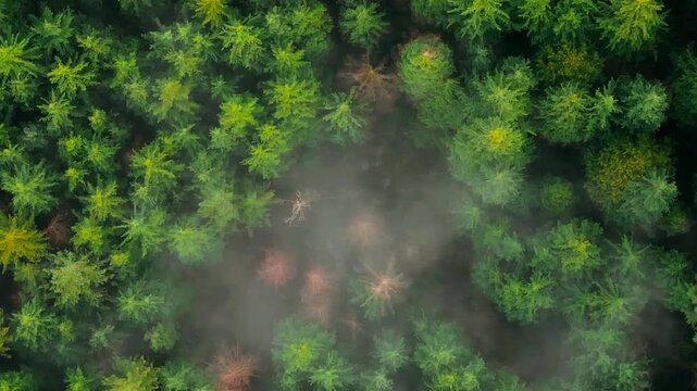 Top-down view shows a green pine forest through the clouds. Canadian nature