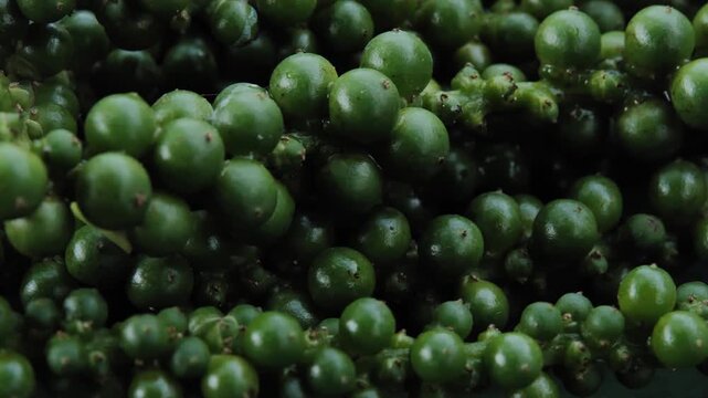 Fresh peppercorns from a farm