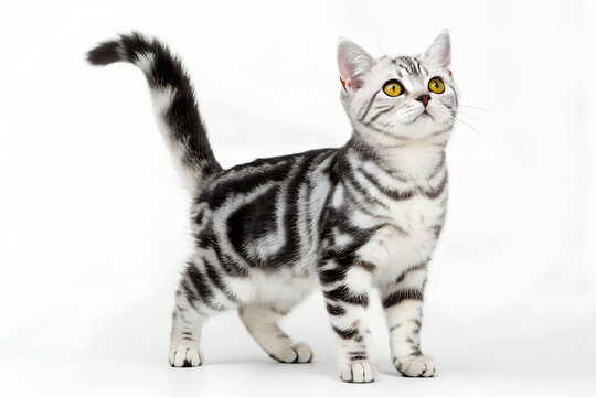 Silver tabby cat walking isolated on transparent background cut out 
