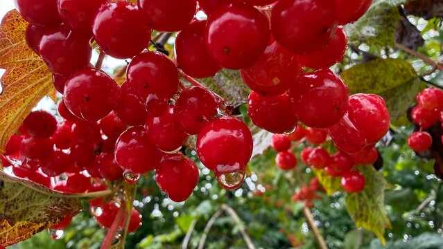 Close-Up of Ripe Red Viburnum Berry Clusters with Rain Water Drops on Branch with Autumn Yellow Leaves, Guelder Rose Berries After Rain in Garden, Macro Nature Photography