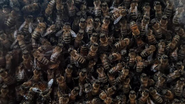 Busy worker bees on honeycomb