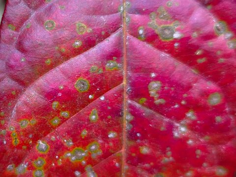 Detailed macro closeup of red mahogany leaf surface showing fungal spores and distinct botanical veins.