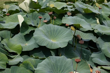 Fototapete Badezimmer Large green lotus leaves and mature seed pods growing densely in a wetland pond, creating a lush botanical landscape and natural aquatic vegetation background.  © fabrizio