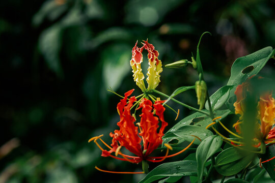 Gloriosa superba flower blooming in tropical garden