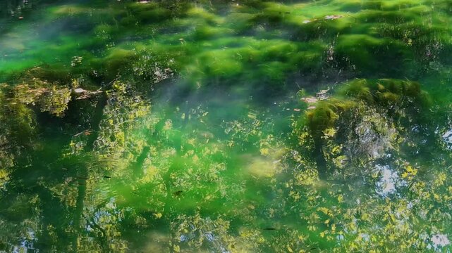 Tranquil lake surrounded by natural greenery