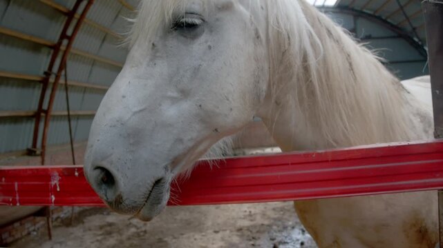 Close-up portrait of a white horse looking over a red stable rail. Long pale forelock partly covers its eye inside an indoor barn.