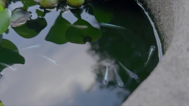 メダカの群れ