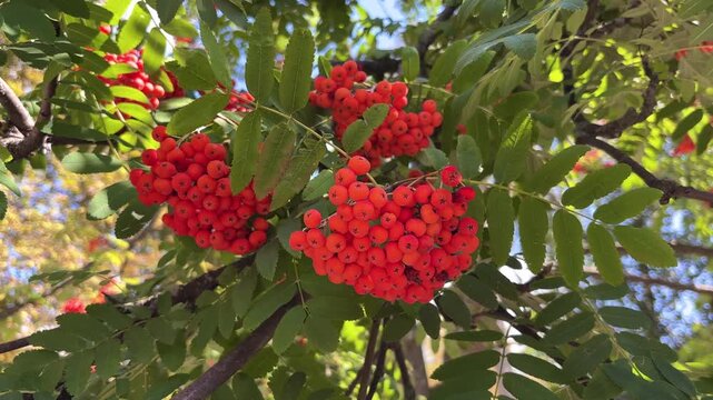 ripe red rowan berries on a branch of rowan tree