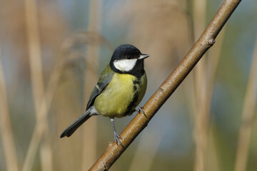 Great tit (Parus major) perched on a tree branch in its natural habitat © Badr