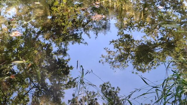 Peaceful forest river during the fall season