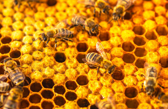 Bees working on honeycomb in a hive during daytime