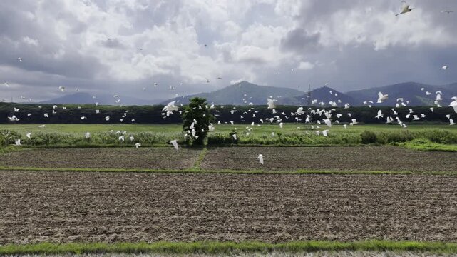 Aerial drone view of Flock of egrets flying over a rice field as a tractor plows the soil in Southern Palawan