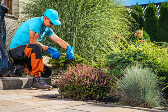 Gardener trims shrubs in a sunny backyard on a warm day