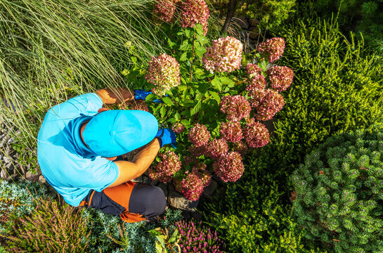 Gardener tending to flowers in a lush backyard garden setting