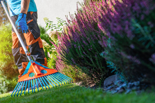 Gardening worker raking a lawn in a backyard on a sunny day