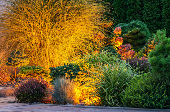 Bright lighting showcases a garden at night with various plants