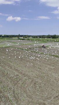 Aerial drone view of Flock of egrets flying over a rice field in Southern Palawan