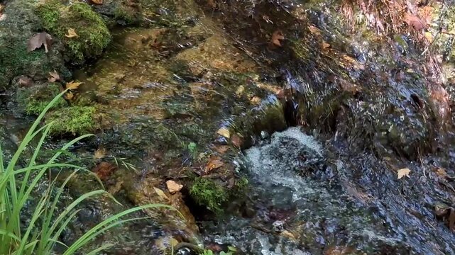 Beautiful river flowing through a forest in autumn