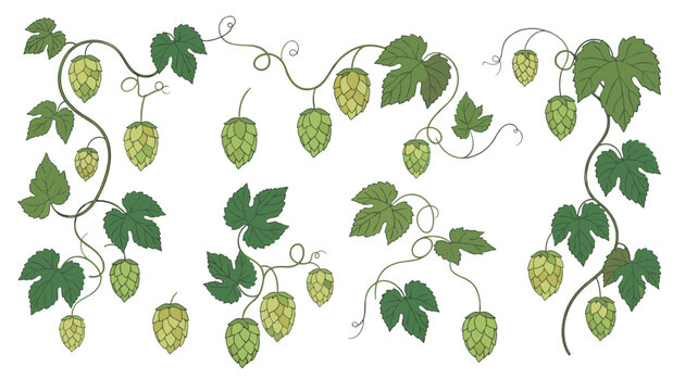 Botanical illustration of hop branches with detailed green leaves and hanging cones, ideal for brewery and beer label design.