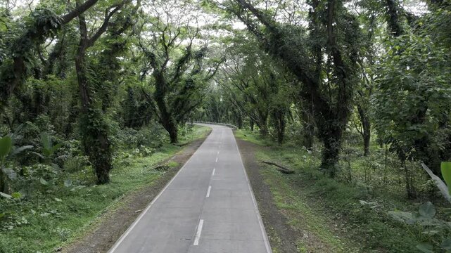 Aerial drone view of Acacia Tunnel highway beneath a dense canopy of trees in Southern Palawan