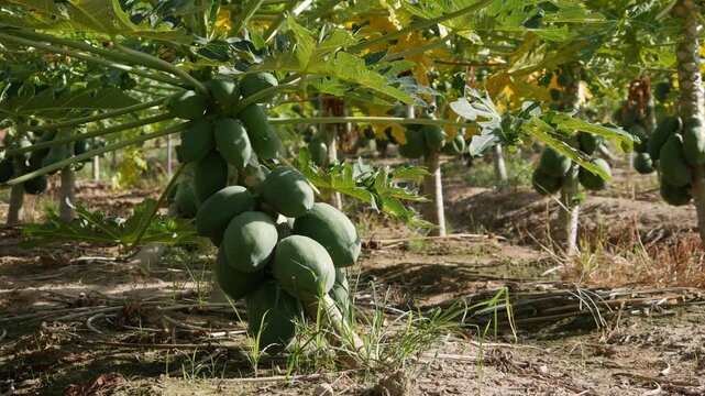 Young papaya trees with clusters of unripe green fruit growing in a dry farm field. Tropical agriculture.