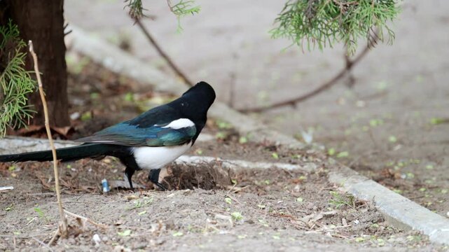 Eurasian magpie standing on ground searching for food under evergreen tree branch.