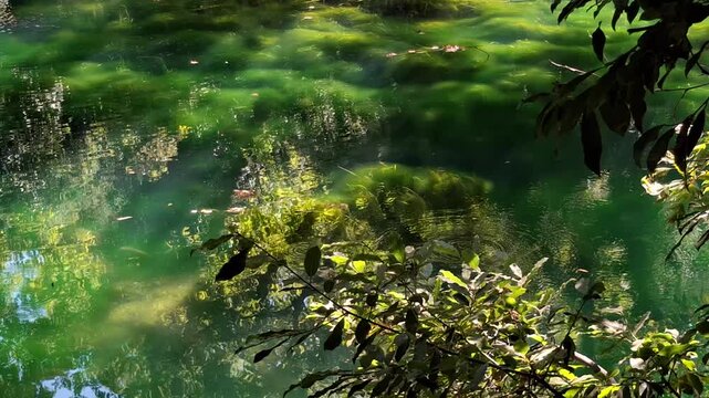 Serene summer lake covered with lush green algae