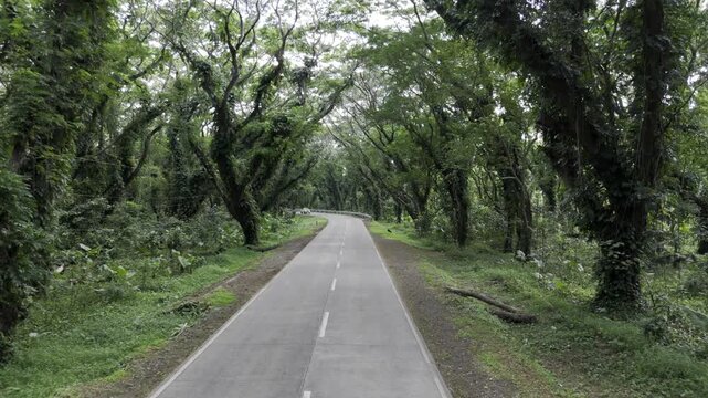 Aerial drone view of White pickup truck traveling through the Acacia Tunnel in Southern Palawan
