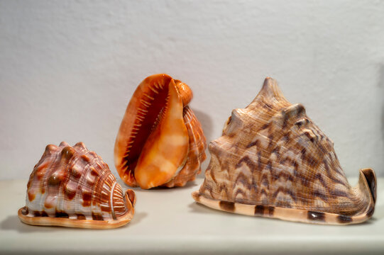  marine gastropod shells, notably featuring species from the helmet shell (Cassidae) like the red helmet shell Cypraecassis rufa