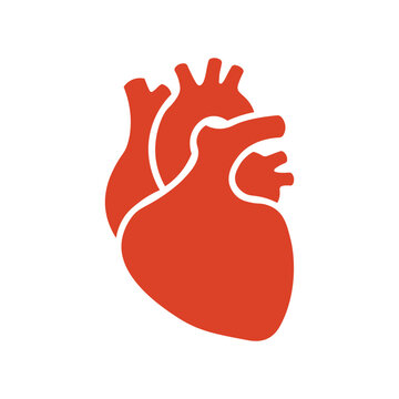 Heart icon representing human organ or love on white background