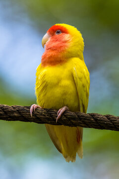 Close-up portrait of a Peach-faced Lovebird (Agapornis roseicollis) perched on a branch looking sideways, Indonesia
