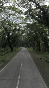 Aerial drone view of Highway passing beneath the dense canopy of the Acacia Tunnel in Southern Palawan