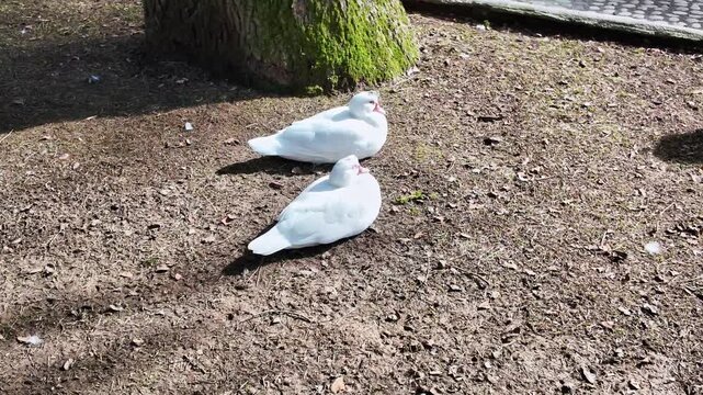 Two white muscovy ducks with red caruncles resting on dry ground under a mossy tree.