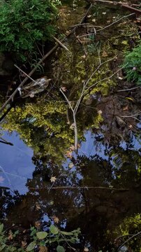 Serene river flowing through an autumn woodland