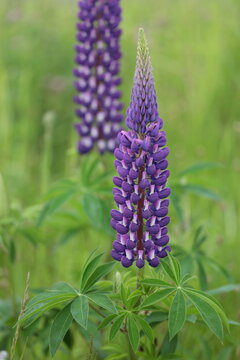 緑豊かな草地に咲く、ルピナスの鮮やかな紫色の花