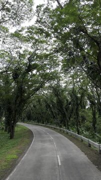 Aerial drone view of Curving highway beneath the dense Acacia Tunnel canopy in Southern Palawan