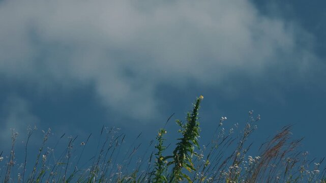 Grass swaying in the wind against a blue sky with drifting clouds
