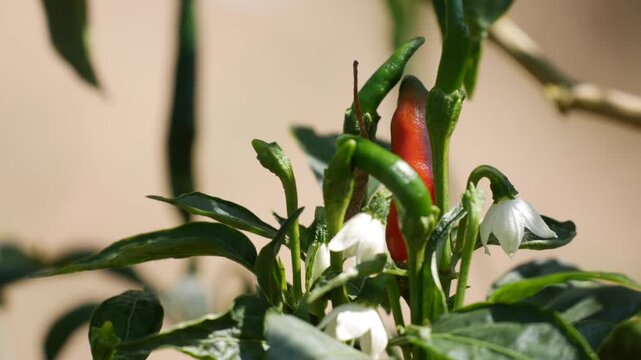 Close-up of green and red chili peppers growing on a bush with leaves and white flowers. Fresh produce.
