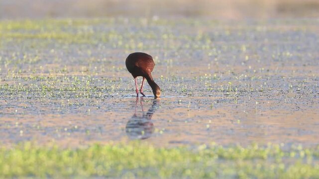 White-faced ibis in breeding plumage approaches camera while probing wetland shallows, Shugru Reservoir, northern California.