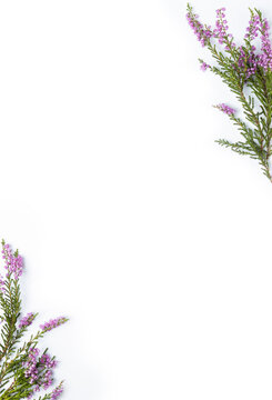 Purple heather flowers isolated on a white background with copy space
