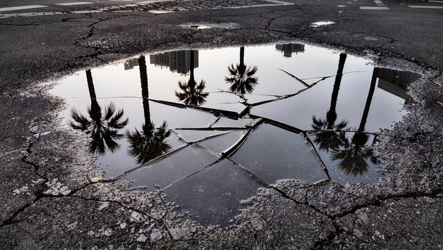 Palm tree reflection in cracked puddle on asphalt road