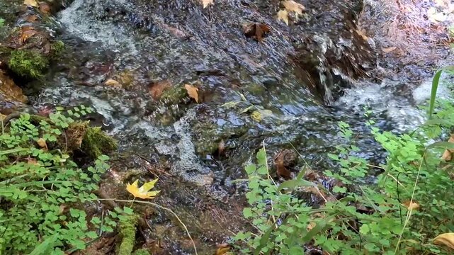 Serene river flowing through an autumn woodland
