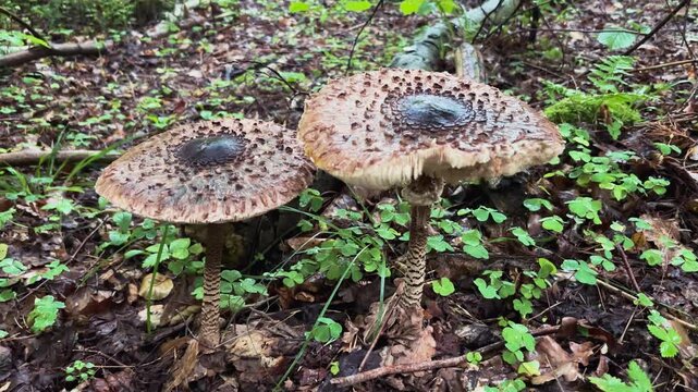 Two parasol mushrooms growing on the forest floor among green leaves and fallen foliage