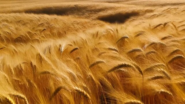 Golden Wheat Field Swaying in Wind, Rural Agriculture Landscape, Summer Harvest